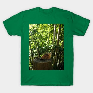 Cat Fairies: Watching T-Shirt